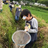 7/1 田んぼに行こう！生きもの調べ編