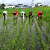 6/22 メンバー全員筋肉痛！あいコープ職員が体験！田んぼの草取り