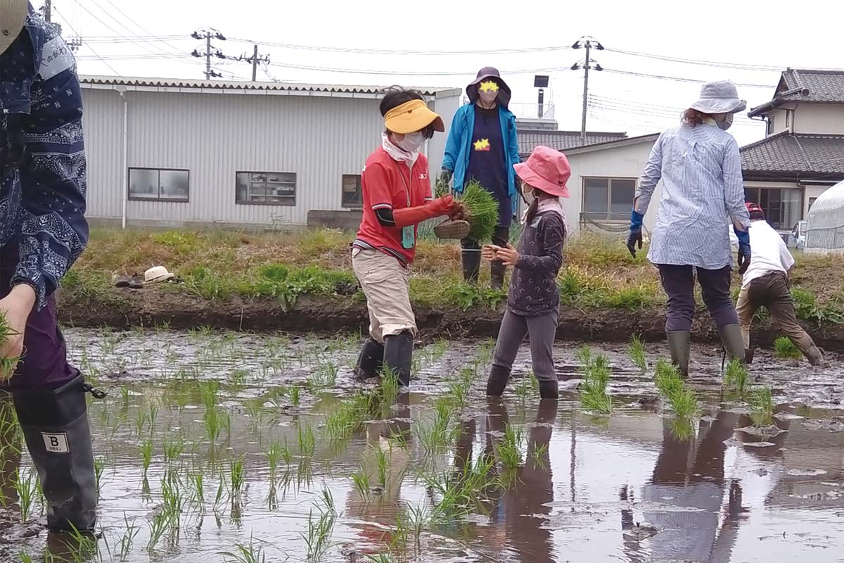 あいコープ職員も田植えの仕方を指導