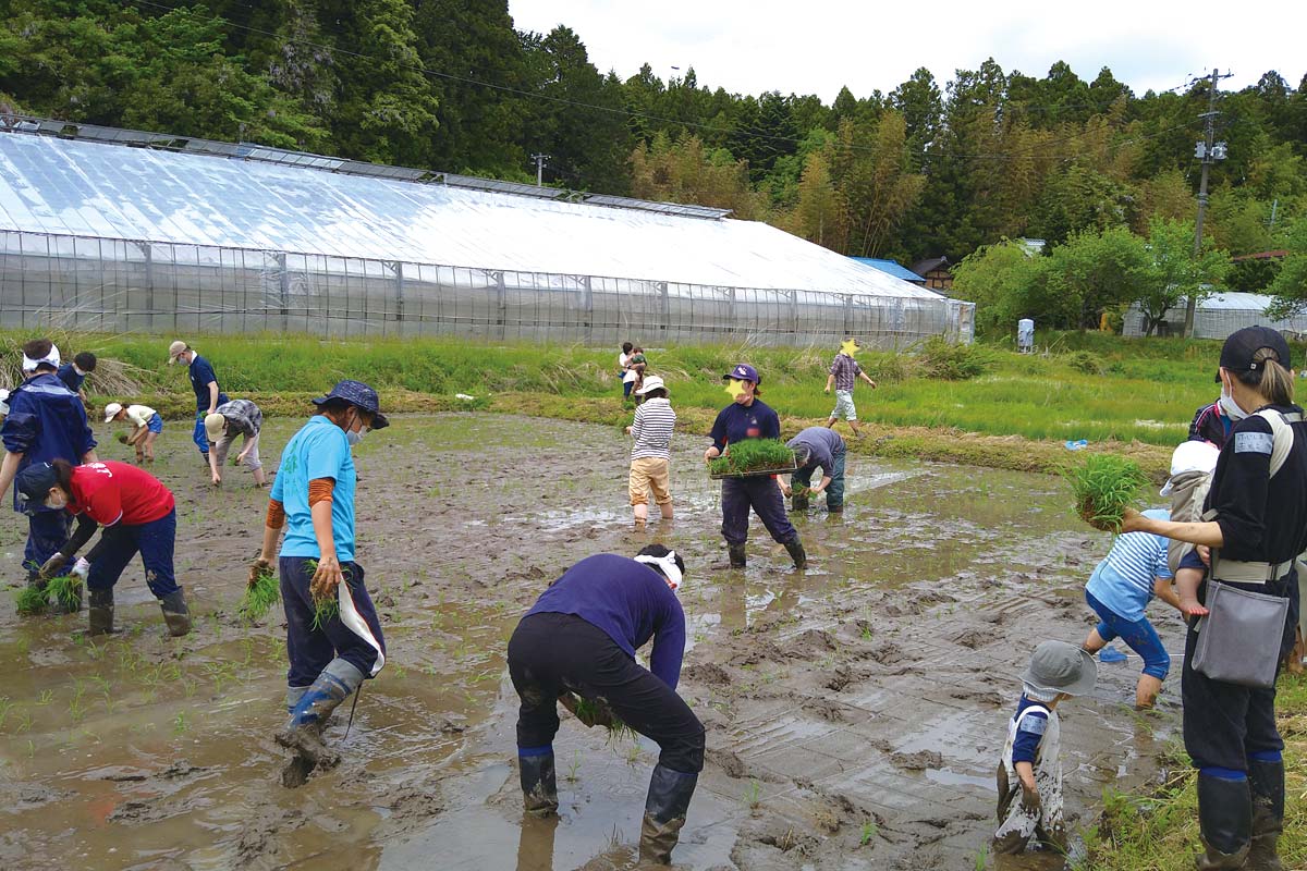 気持ち良い風の中、1本1本手で植えます