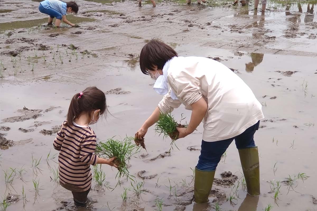 親子で協力して田植え