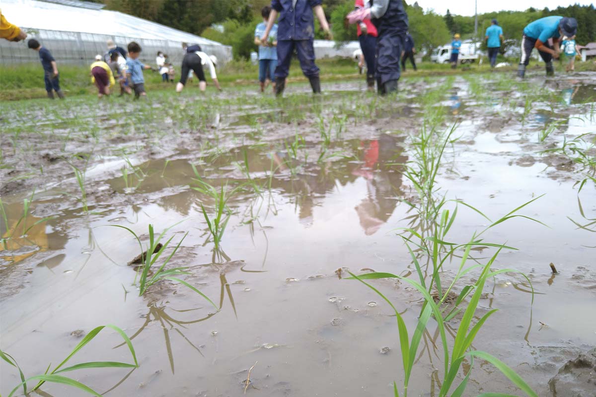 みんなの植えた苗。すくすく伸びてね