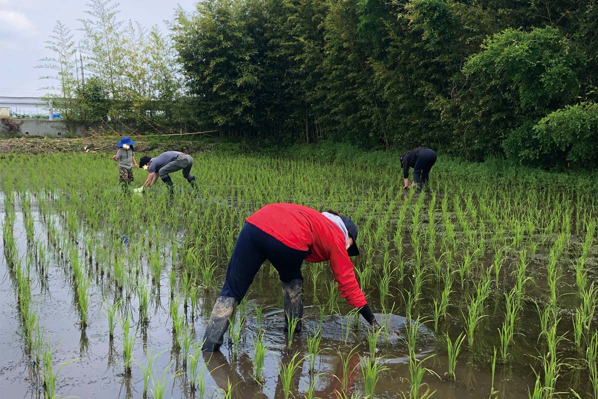 皆で草取り