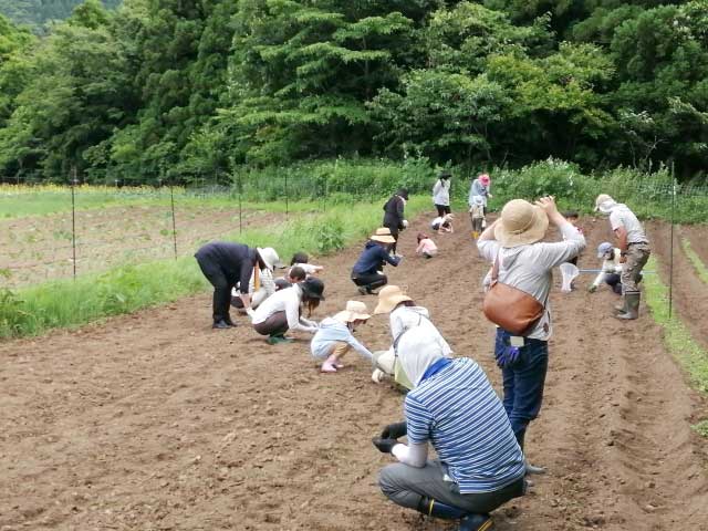 みんなで種まき