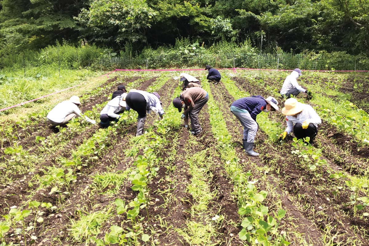 頑張って雑草を抜きました