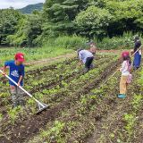 子供達も大きなレーキを使って作業