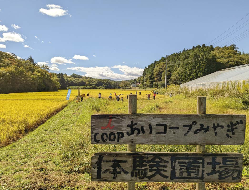 青空と黄金色の稲穂のコントラストが、絵画のように美しい。