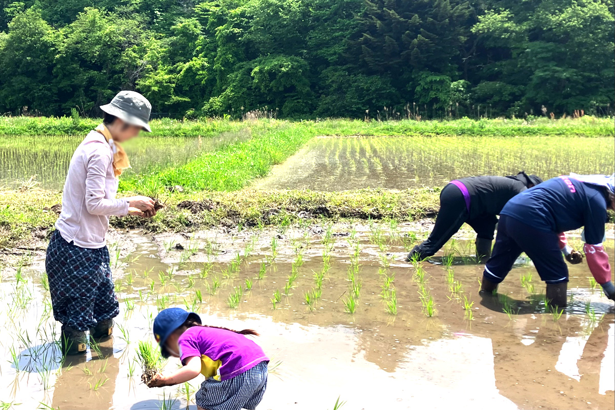 大人も子供も頑張って植えました。