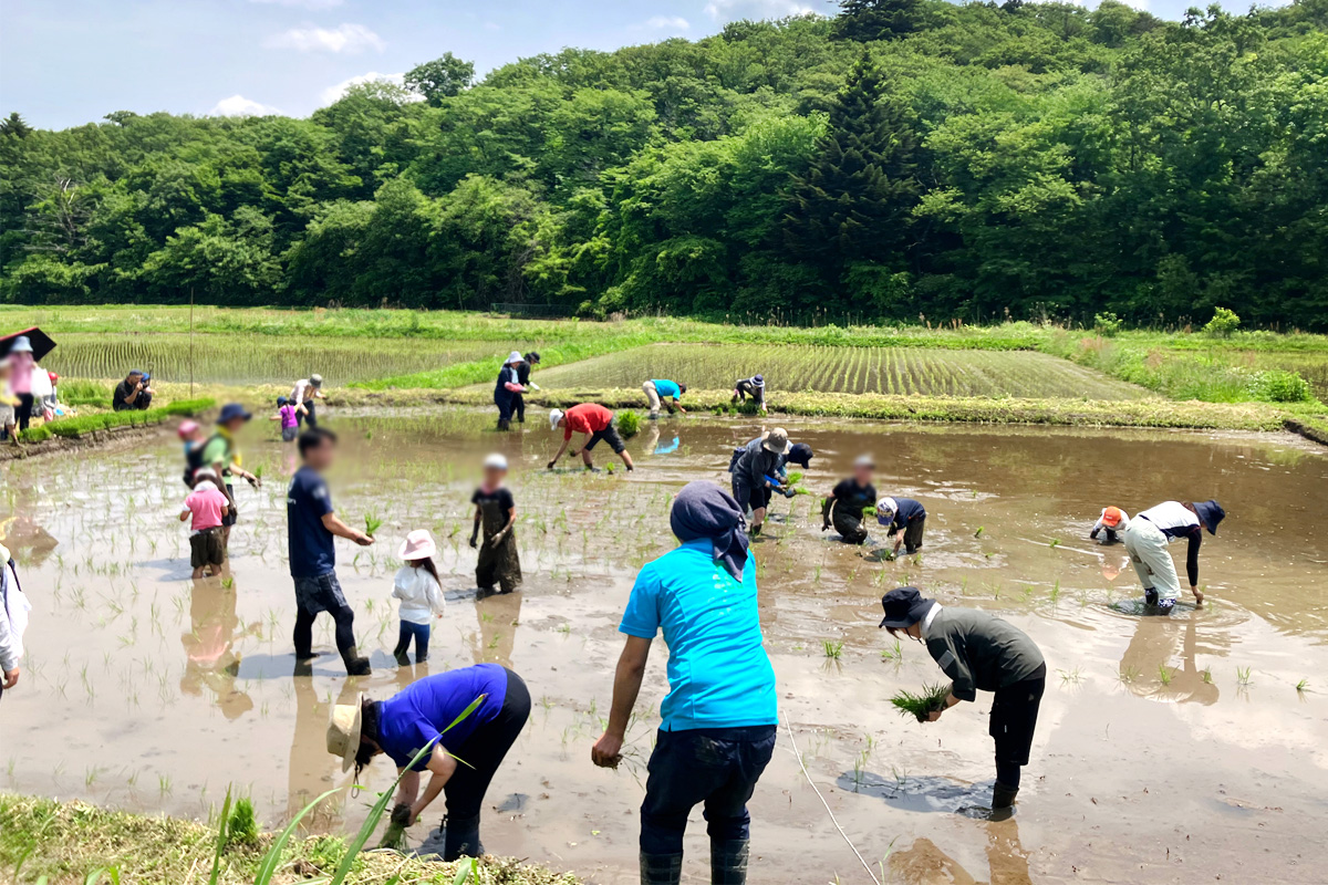 大自然の中、無農薬を続けて来た一枚の田んぼで組合員と生産者が活動する姿がほのぼの~