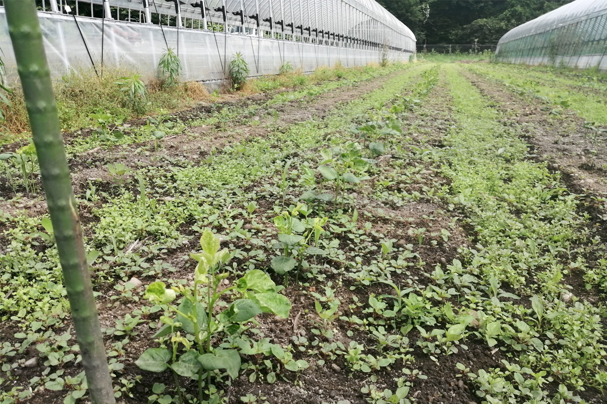 土寄せ前はこんなに雑草が
