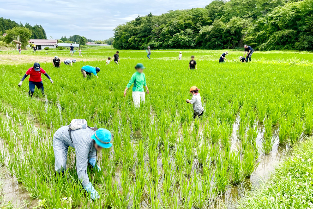 雑草少なめでありがたい今年の交流田