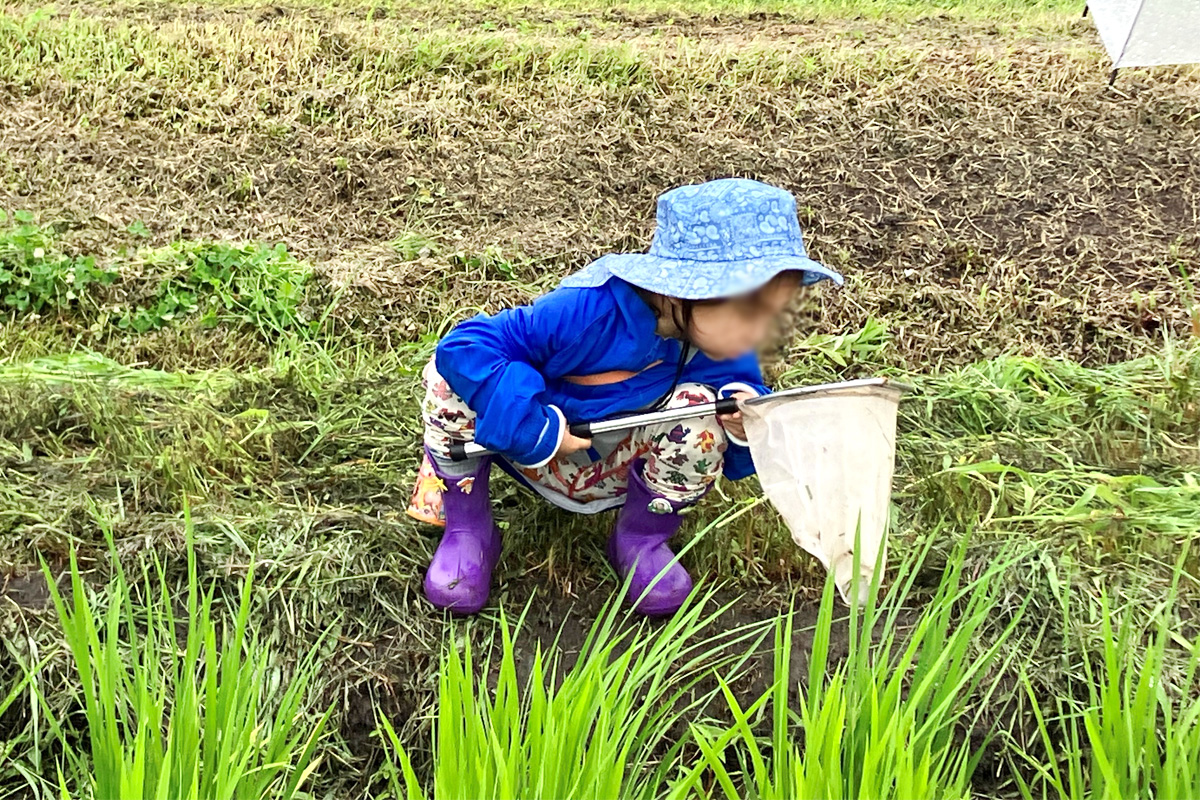 目の細かい網を使って生き物を捕りました