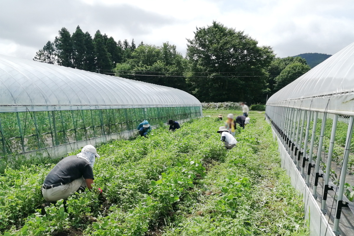 黙々と除草中