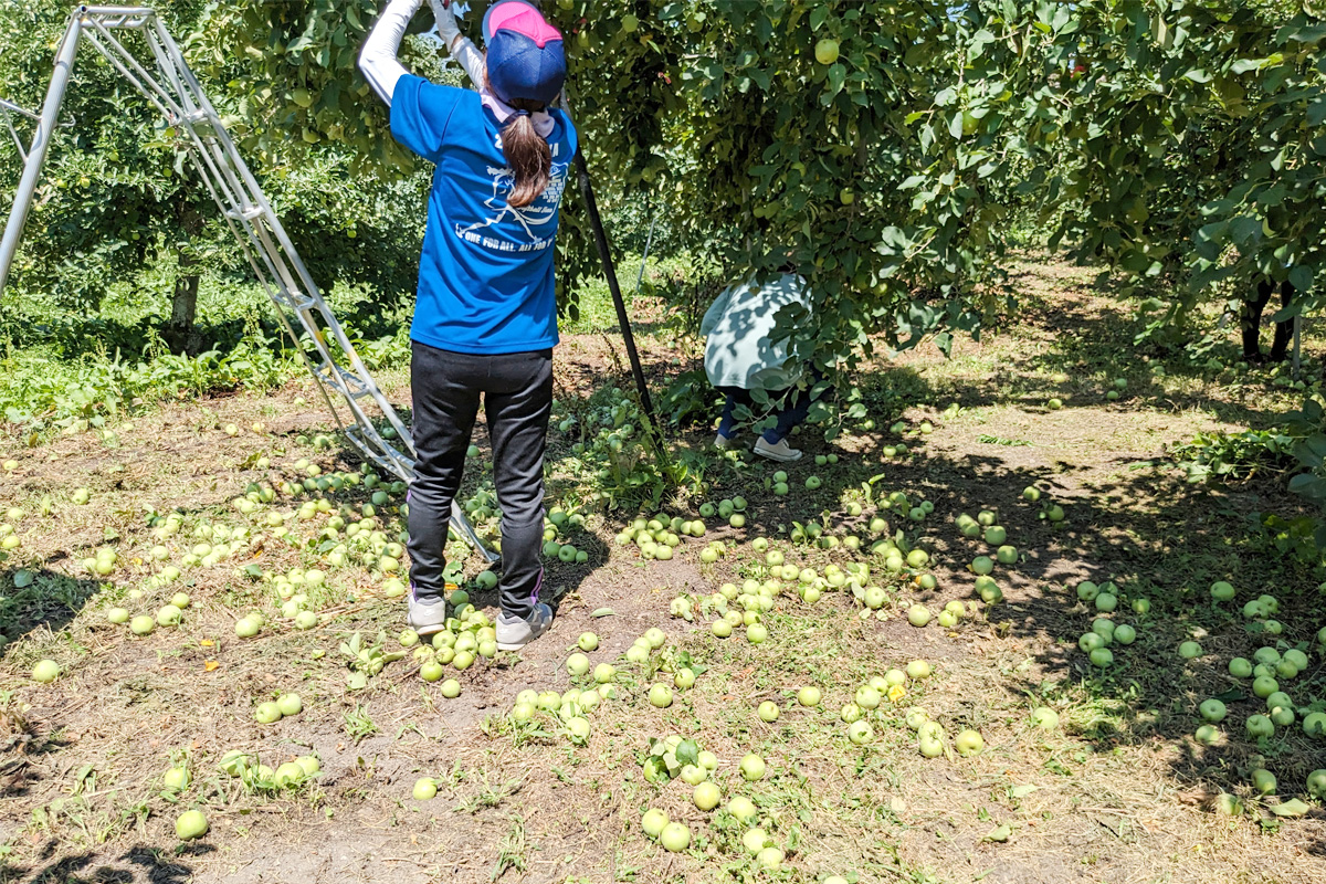 足元に転がる摘果したりんごの実