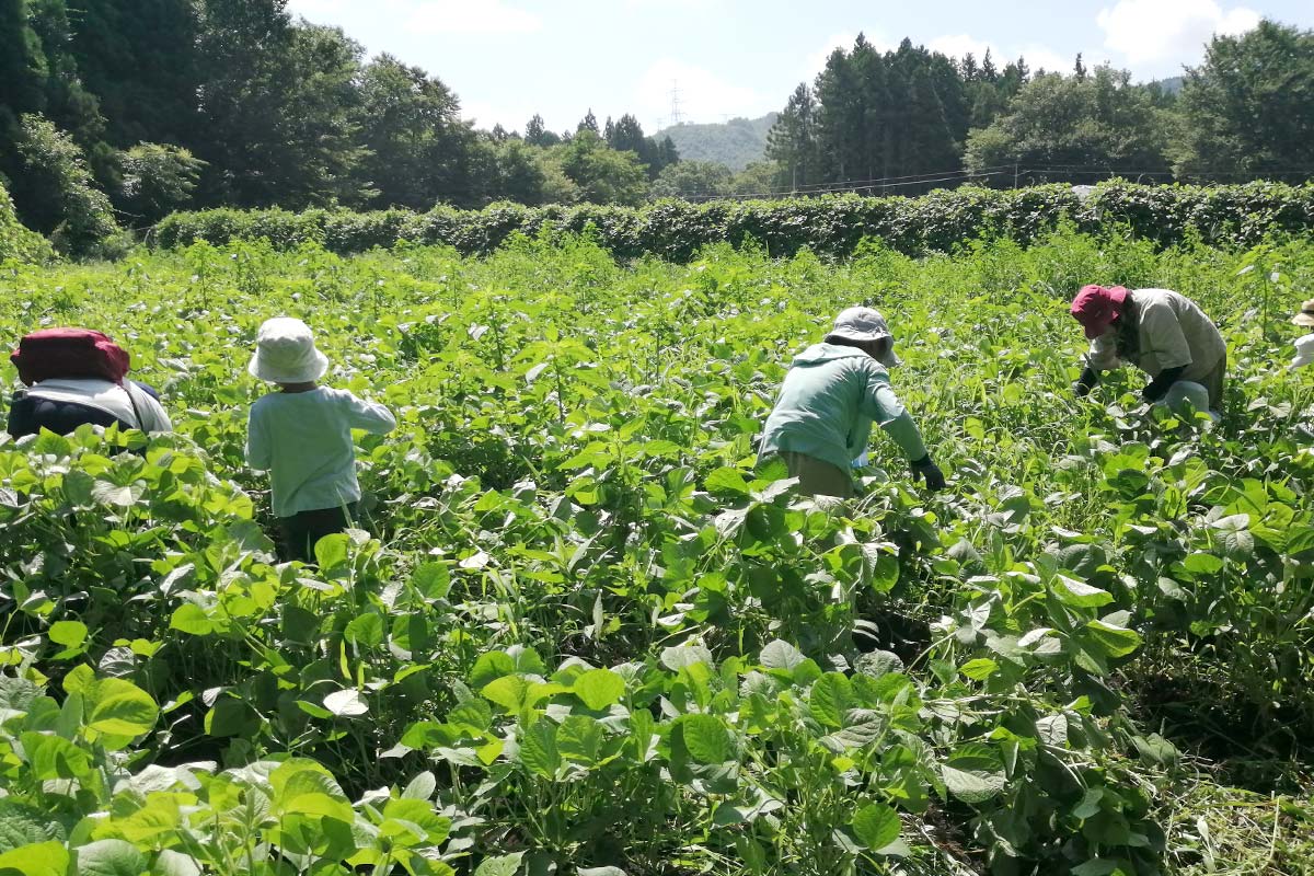 汗だくの除草作業