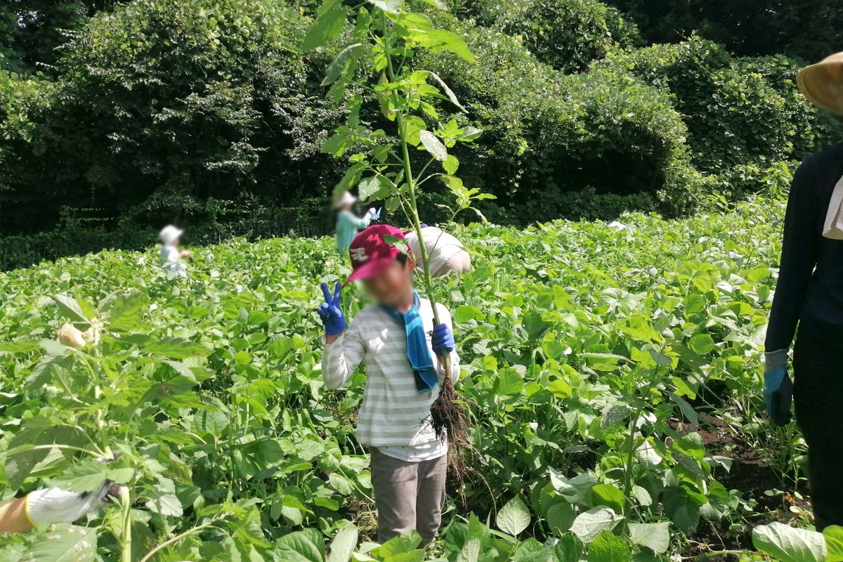 こんなに大きな雑草がたくさん!
