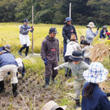 皆で手分けして作業稲刈りスタート！