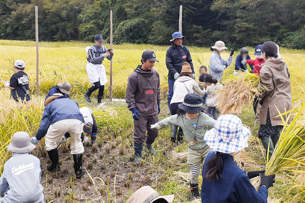 皆で手分けして作業稲刈りスタート!