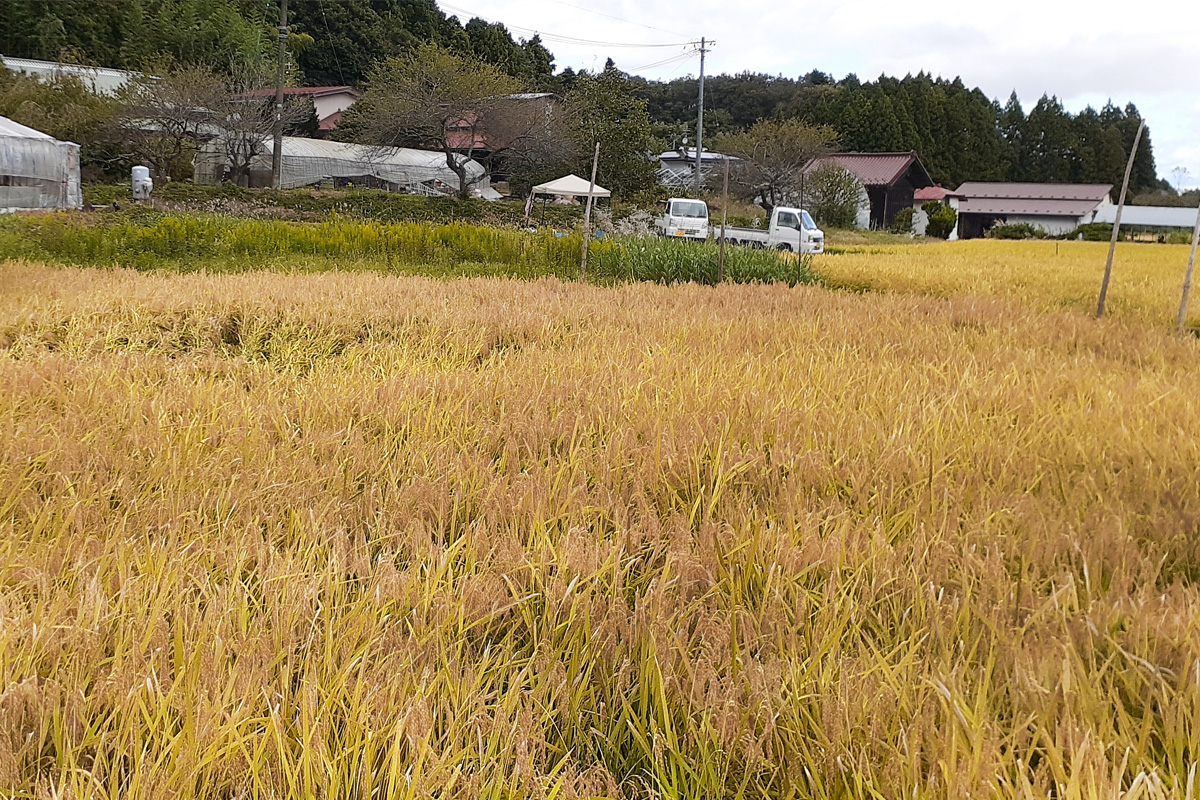 沢山の稲