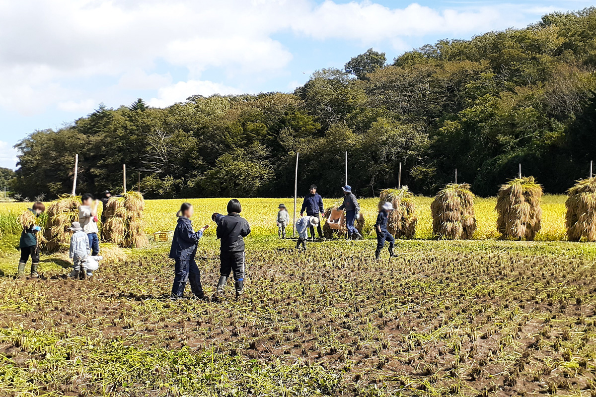 天日干しした稲