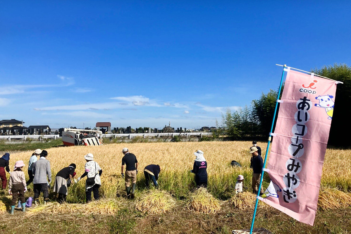 稲刈り日和