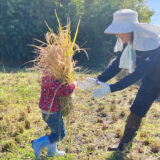 小さい子も両手いっぱいに稲を抱えてお手伝い