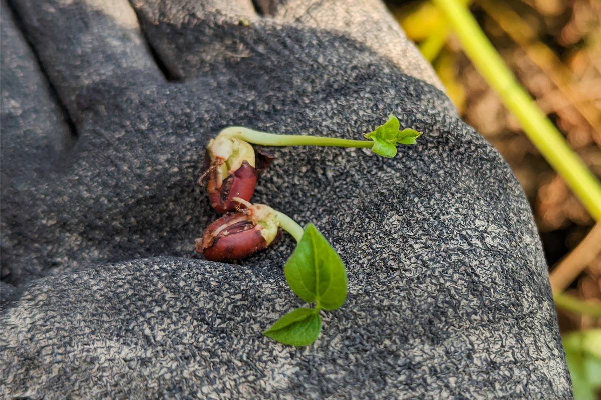 鞘の中で発芽した小豆