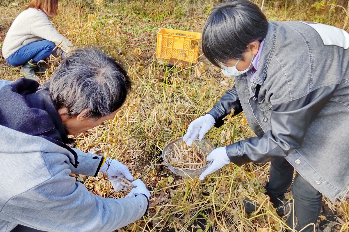 手で収穫中