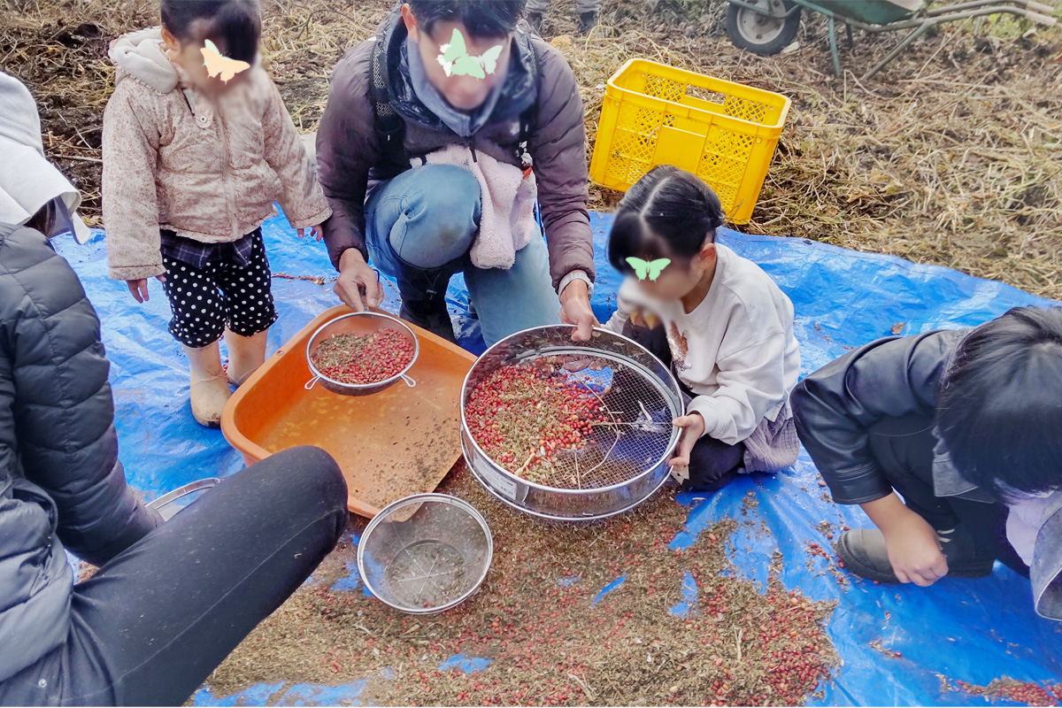 小豆振分け中