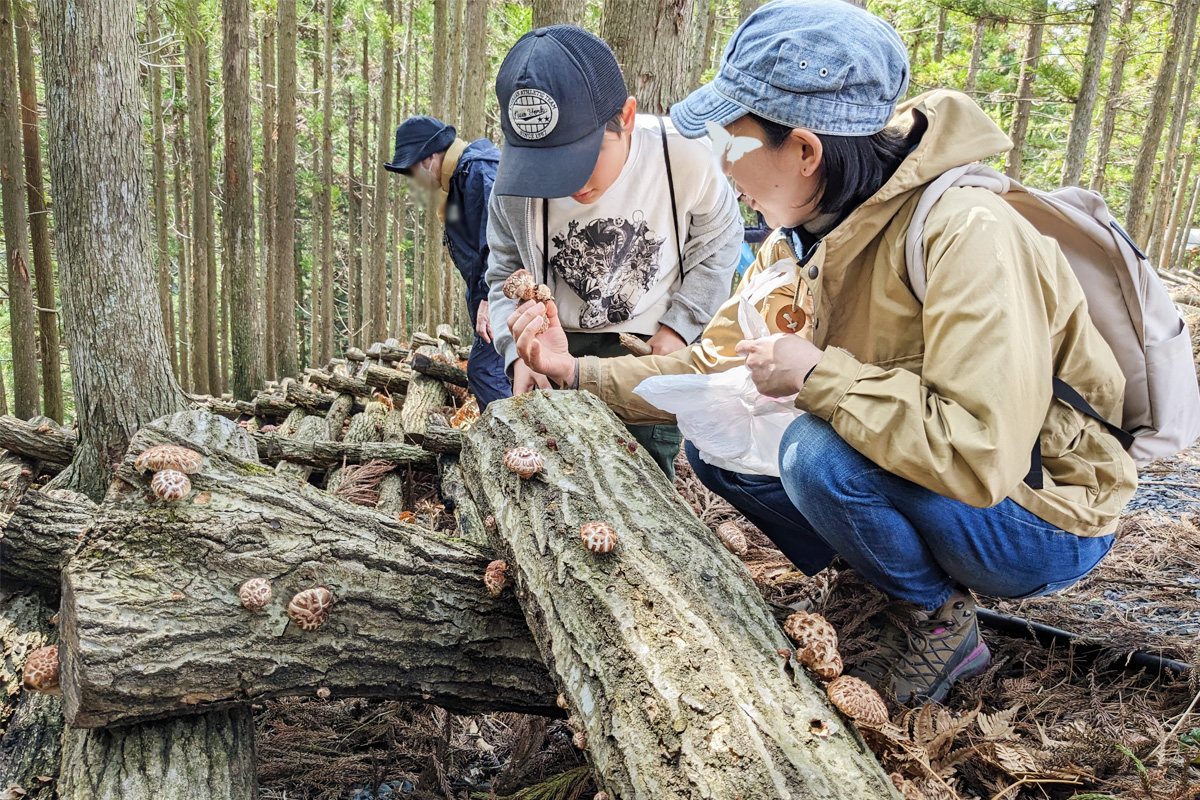 ポコポコ生えてる椎茸に歓声