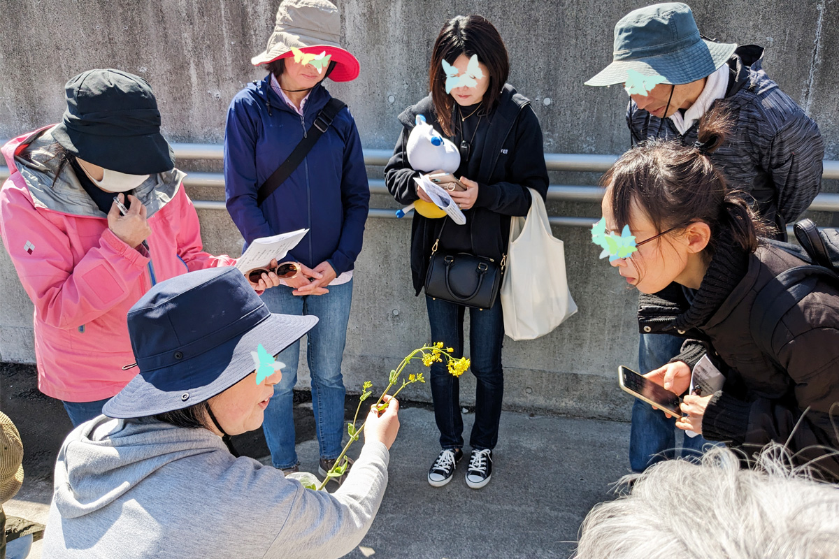 西洋ナタネの特徴を知る