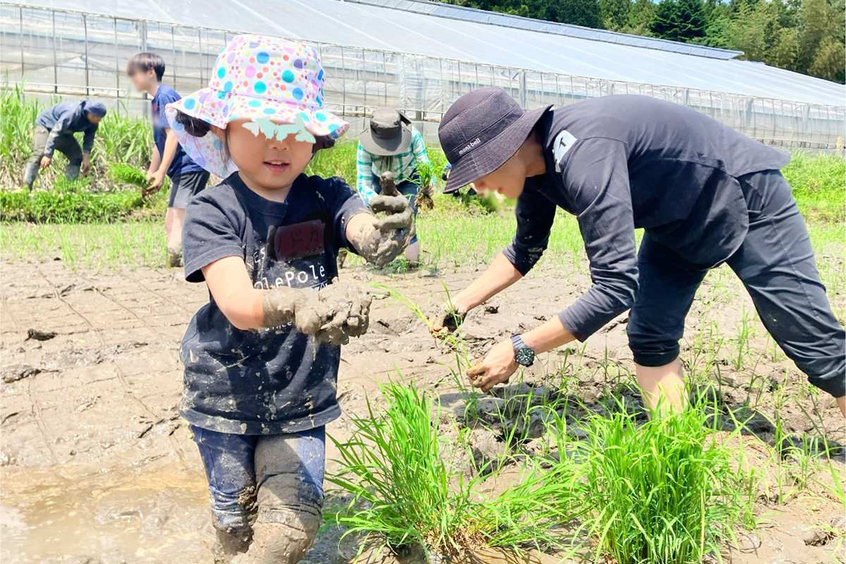 田植えをしながら生き物調査