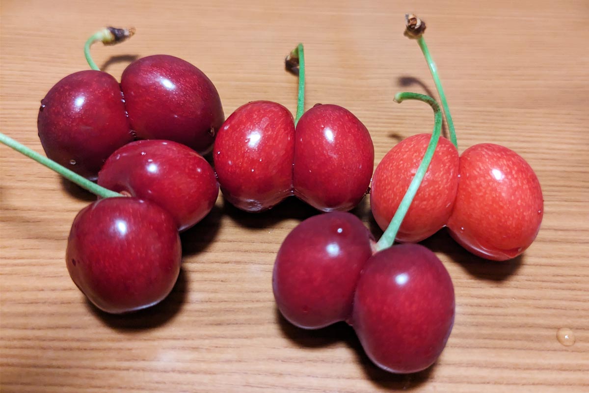 お土産にいただいた訳アリさくらんぼ