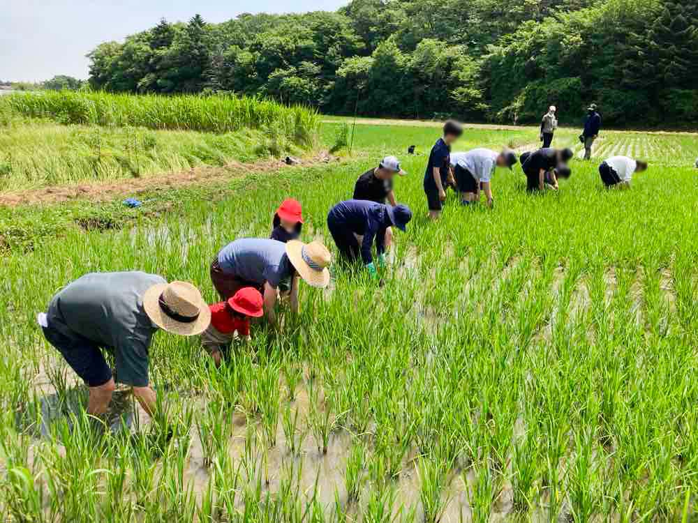 列になって草取り