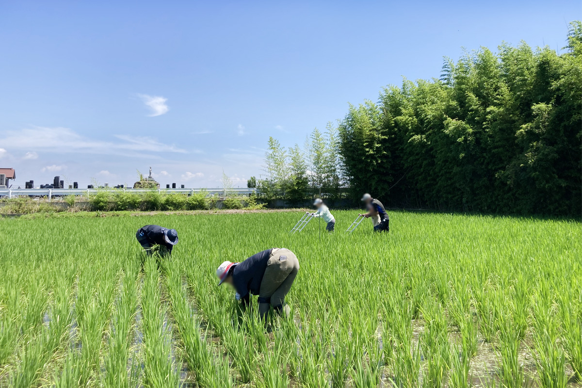 手押し除草機も活躍します