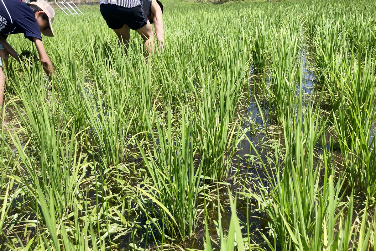 元気な稲とたくましい野草達