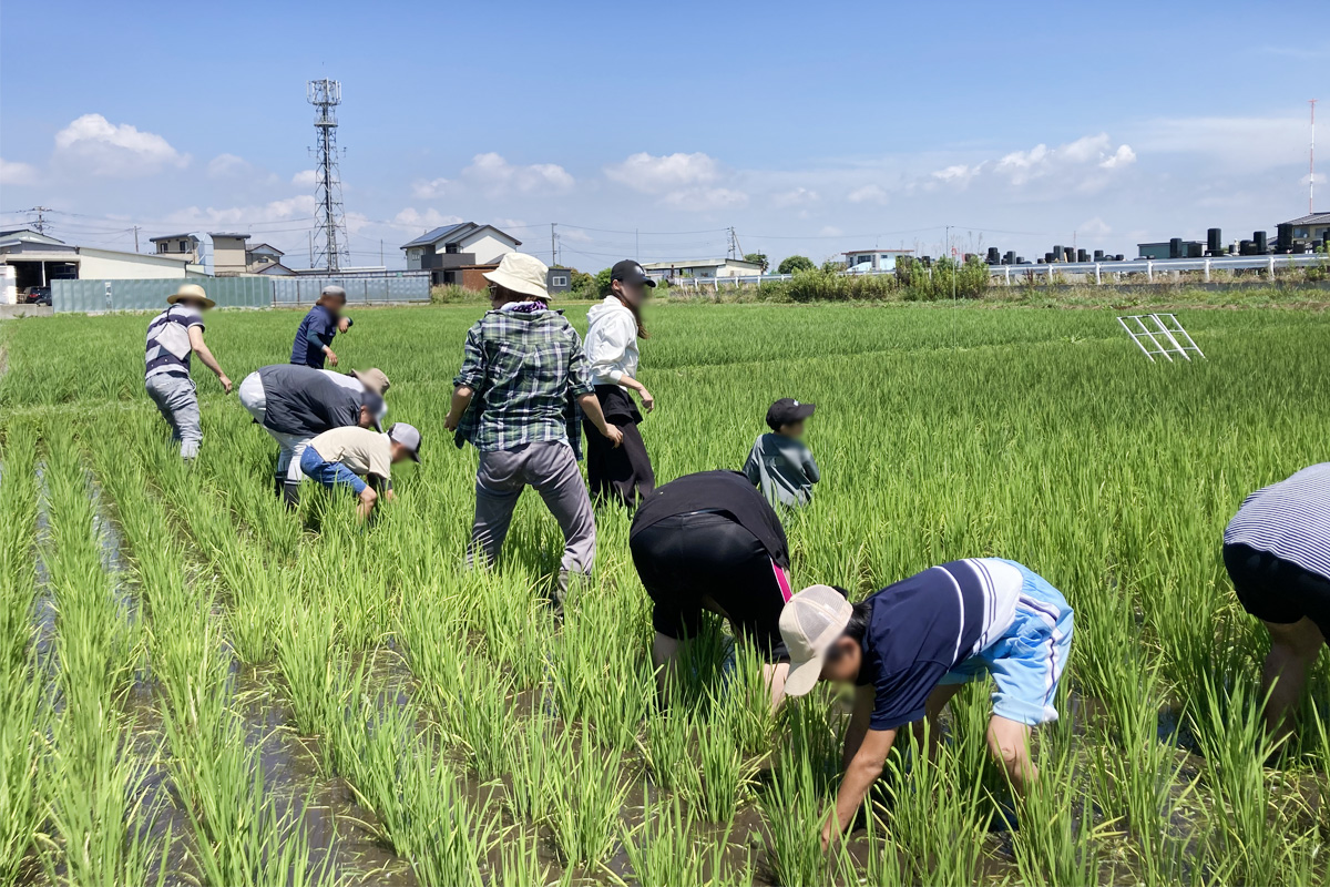 田んぼに入るのにも慣れてきました!