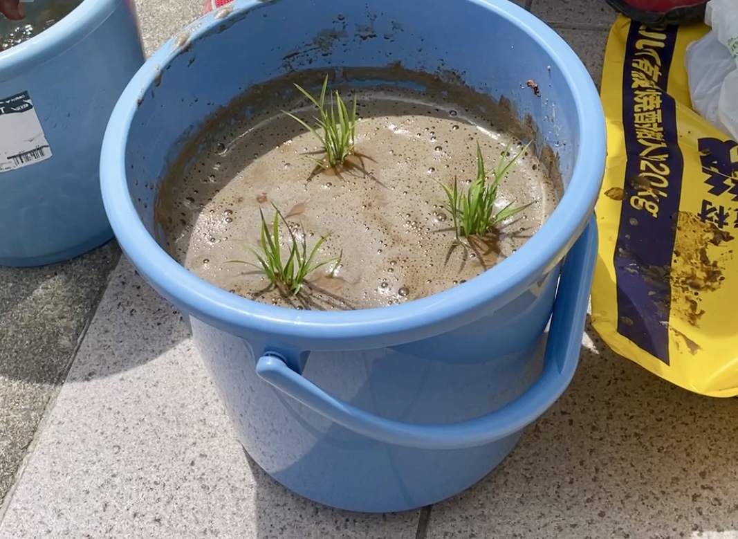 3箇所に植えて完成!