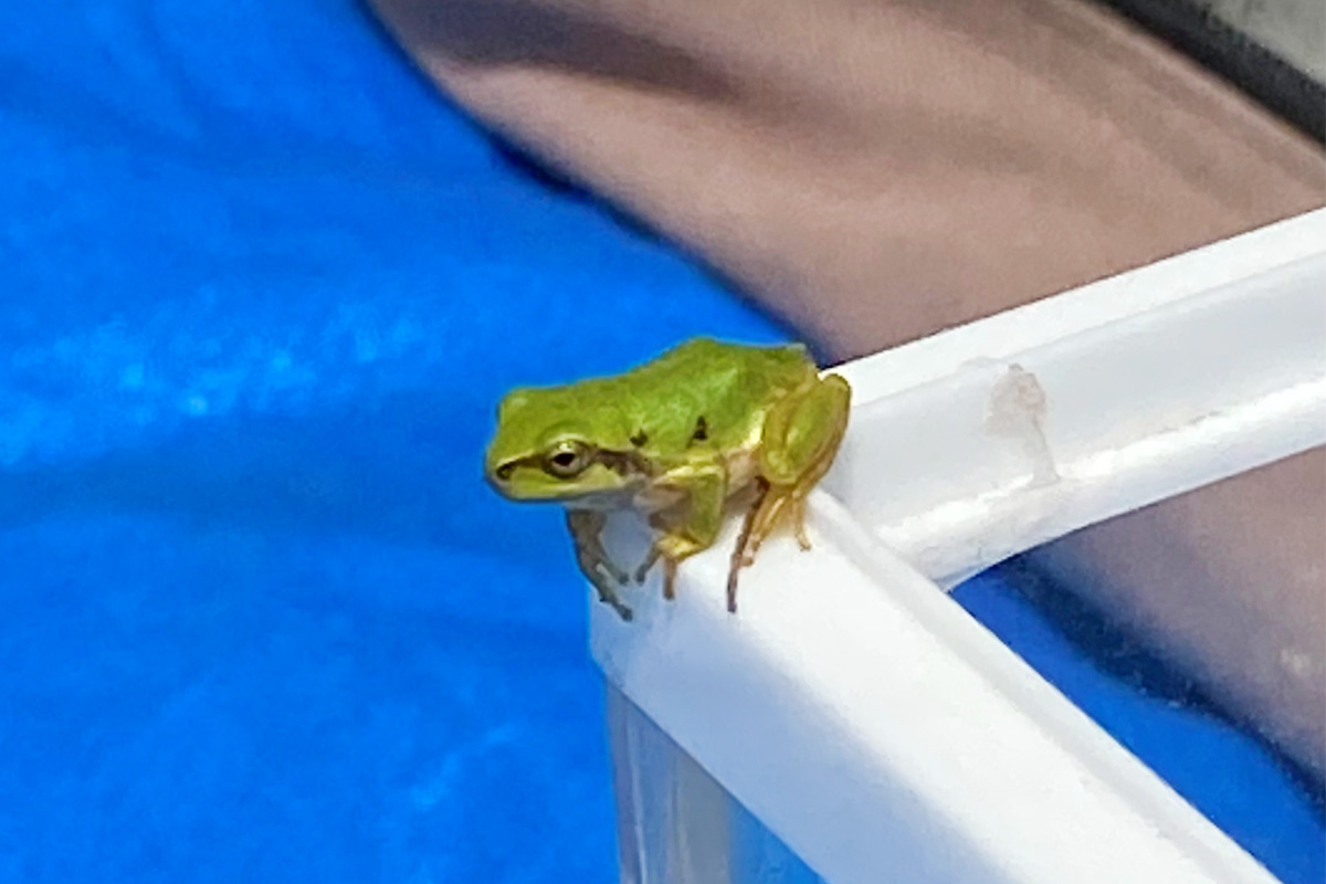 カエルがお出迎え
