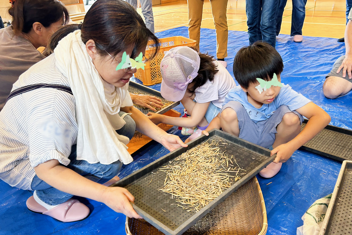 育苗箱の穴を利用して種と鞘をよりわけます