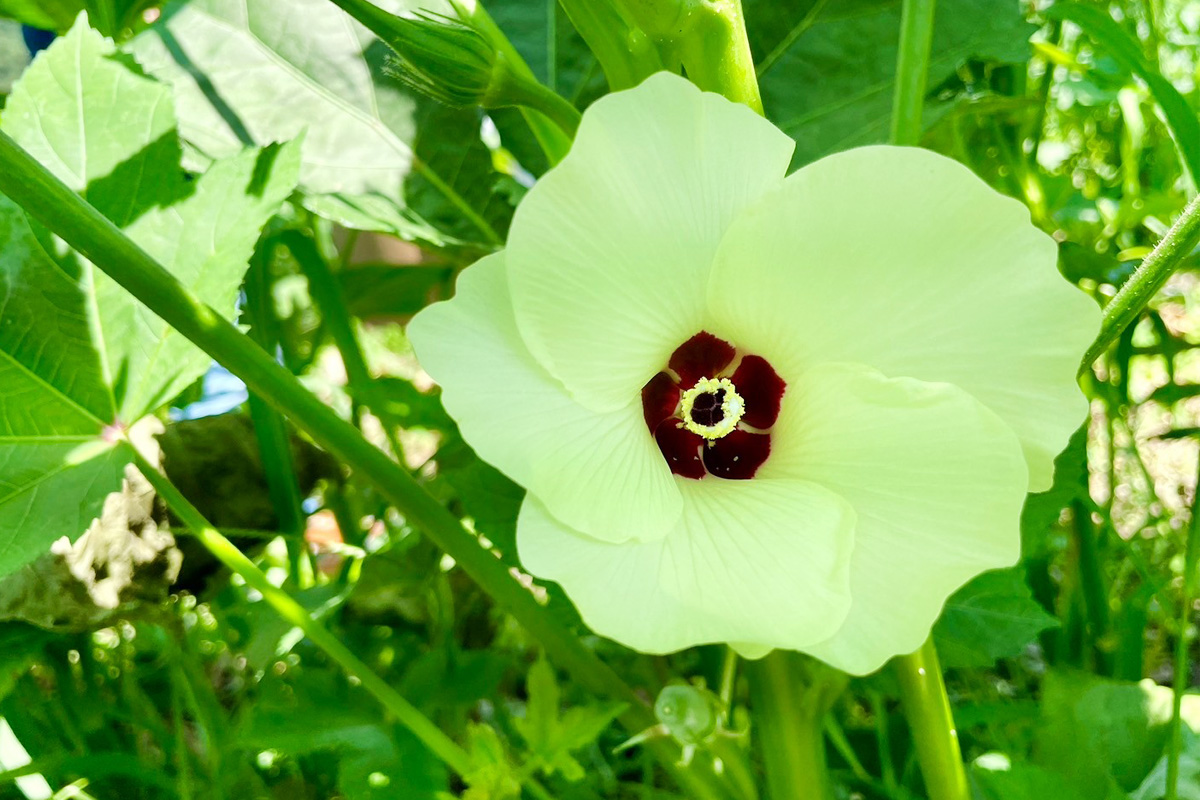 オクラの花