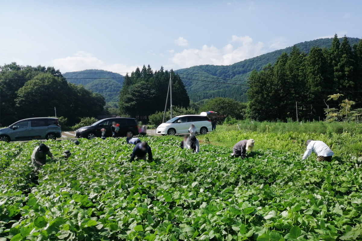 根元を覗き込みながらの除草作業