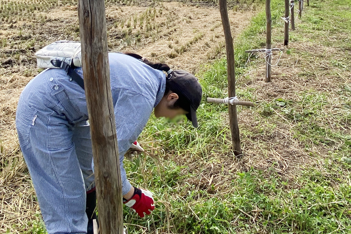 落ち穂拾い