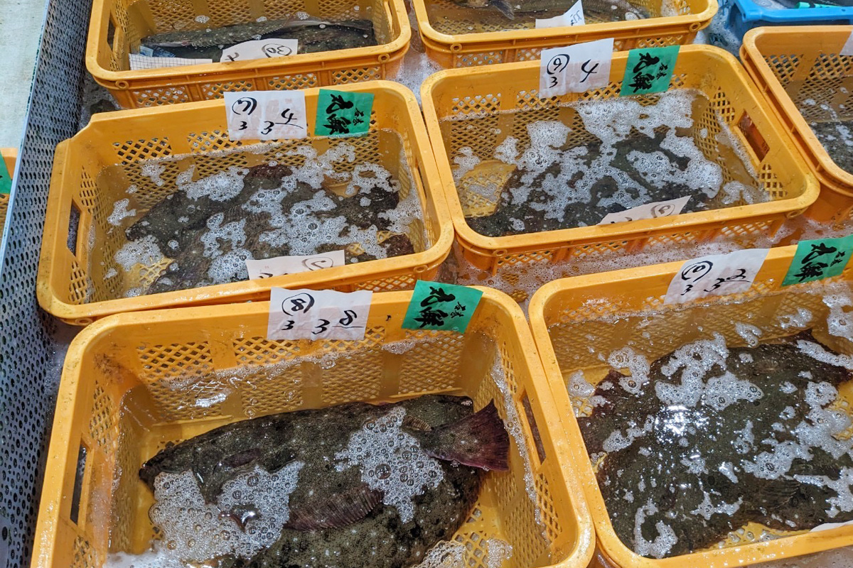 大きなヒラメ
