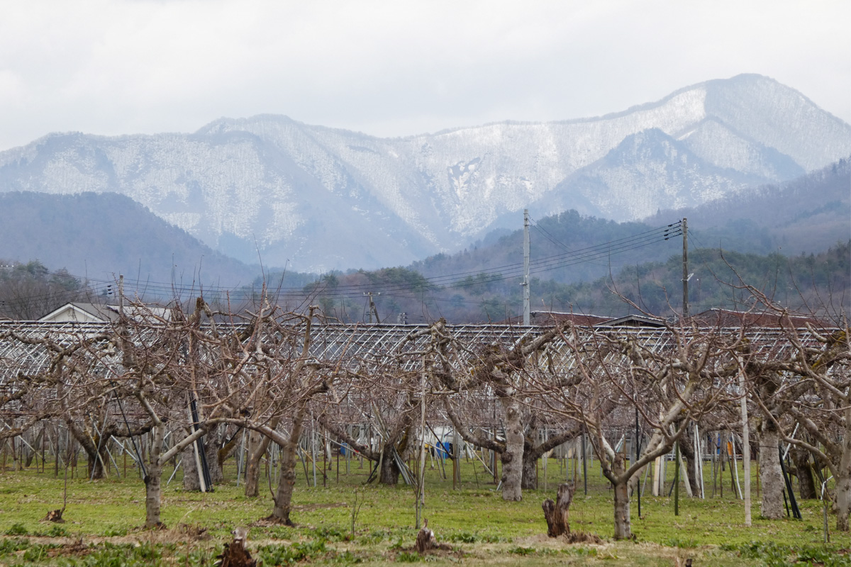 遠くの山の雪が綺麗なりんご園地