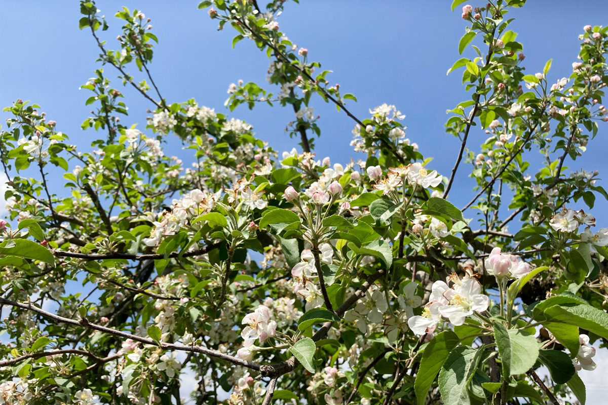 ぽかぽか陽気の下でお花見気分…