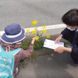 葉っぱの形状確認