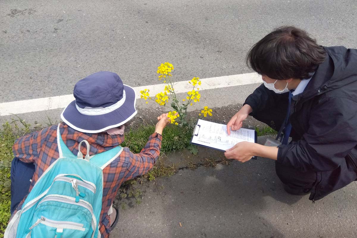 葉っぱの形状確認