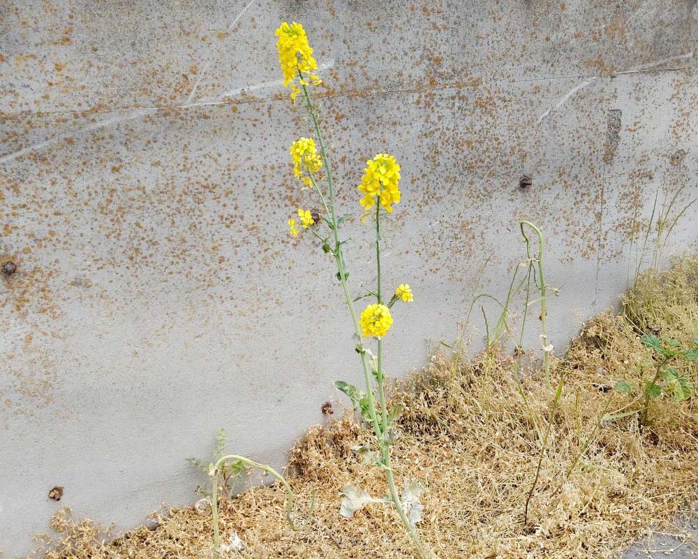 2020年に見つかった除草剤がかけられたGMナタネ