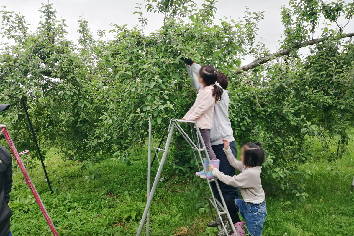 摘果作業中